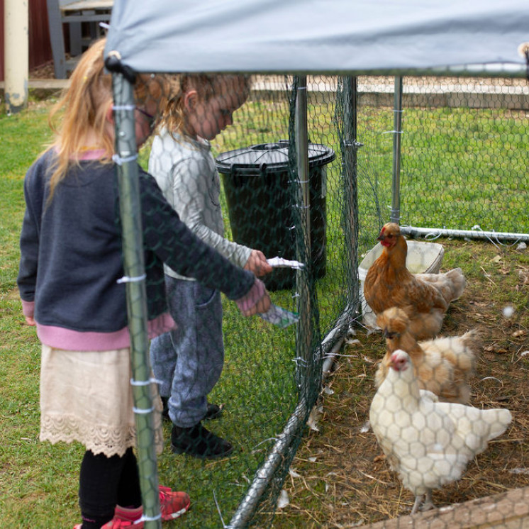 Caring for animals at Busy Bees Morrinsville