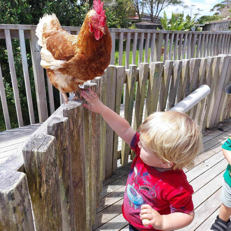 Farm friends - Chickens - Busy Bees Silverdale 